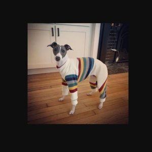 Italian Greyhound Rainbow Fleece Bodysuit Dog Clothing Size MEDIUM